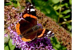 Tuinvlindertelling 2024