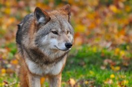 Gelderland zet paintballvergunning niet-schuwe wolf door