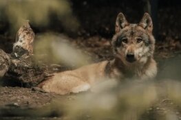 Hardloopster gebeten door - vermoedelijk - wolf in Park Hoge Veluwe