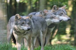 Vragen en antwoorden over voorlopige voorziening 'wolf Hoge Veluwe'