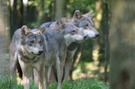 Wolf Hoge Veluwe mag niet worden gedood
