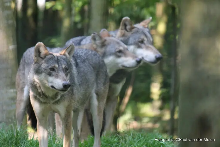 Wolf Hoge Veluwe mag niet worden gedood