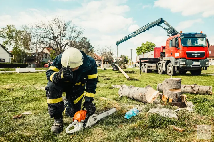 Zo weet je wanneer het tijd is voor het kappen van een boom